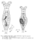 Macrotrachela habita