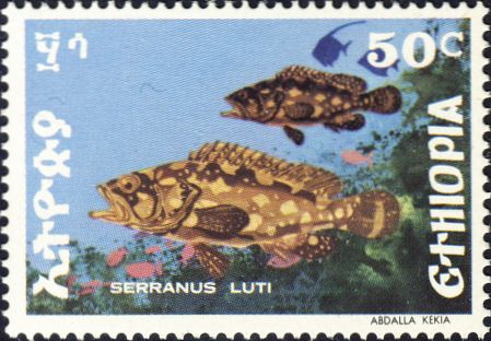 Serranus luti Serranus luti