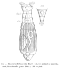 Macrotrachela habita