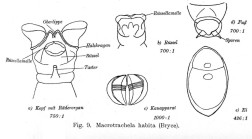 Macrotrachela habita