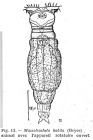 Macrotrachela habita