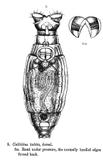 Macrotrachela habita - Original description image