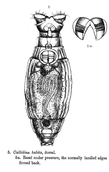 Macrotrachela habita - Original description image