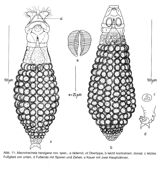 Macrotrachela herzigana - Original description image