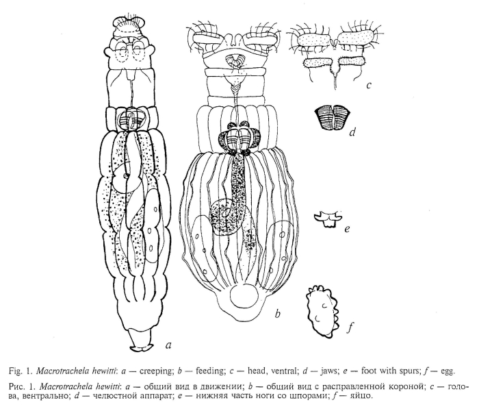 Macrotrachela hewitti Macrotrachela hewitti