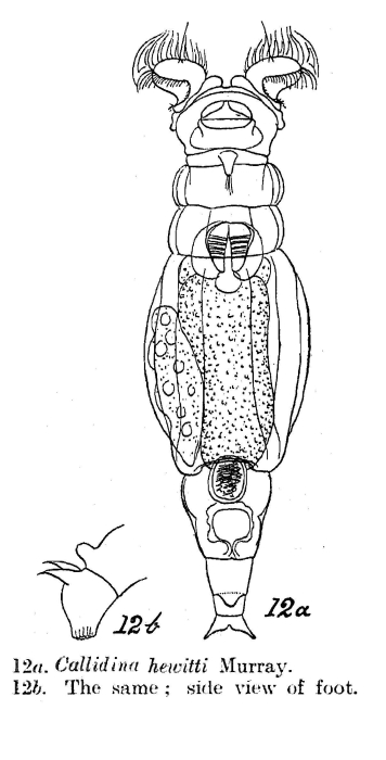 Macrotrachela hewitti - Original description image