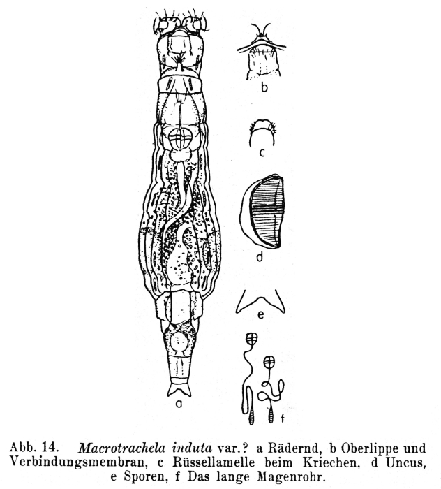 Macrotrachela induta Macrotrachela induta