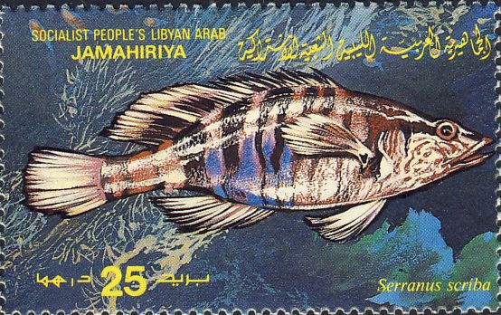 Serranus scriba Serranus scriba