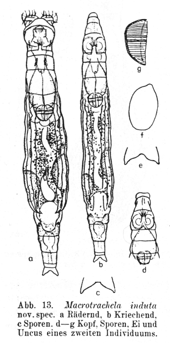 Macrotrachela induta - Original description image