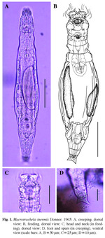 Macrotrachela inermis