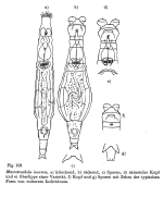 Macrotrachela inermis - Original description image