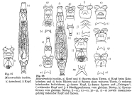 Macrotrachela insolita