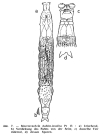 Macrotrachela insolita