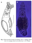 Macrotrachela insolita