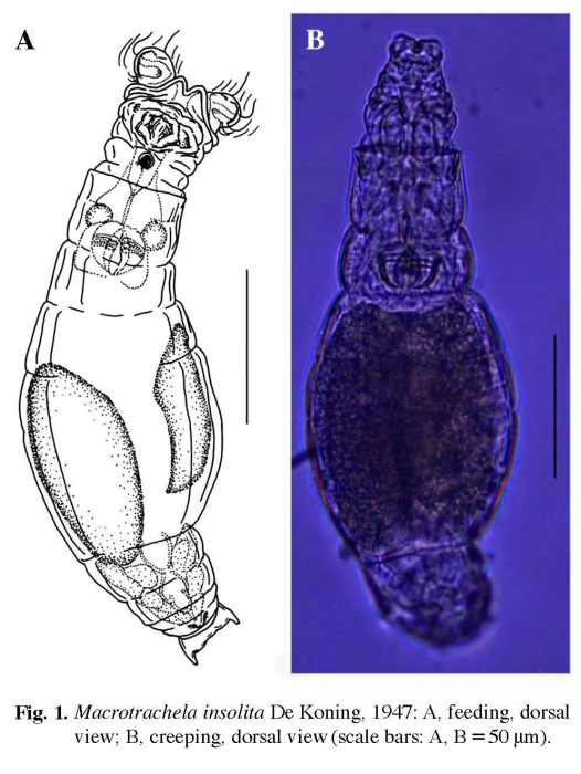 Macrotrachela insolita Macrotrachela insolita