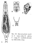Macrotrachela insolita