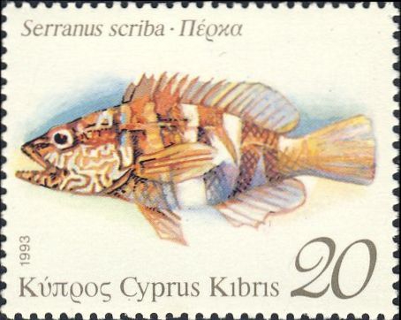 Serranus scriba Serranus scriba