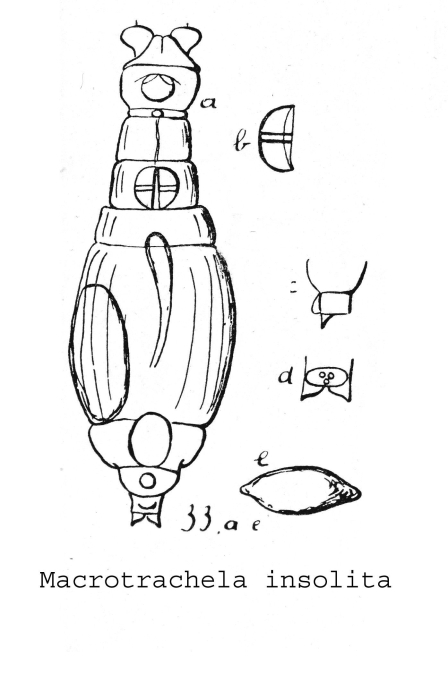 Macrotrachela insolita - Original description image