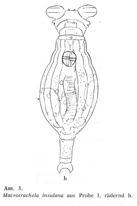 Macrotrachela insulana Macrotrachela insulana