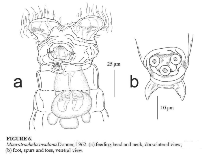 Macrotrachela insulana Macrotrachela insulana