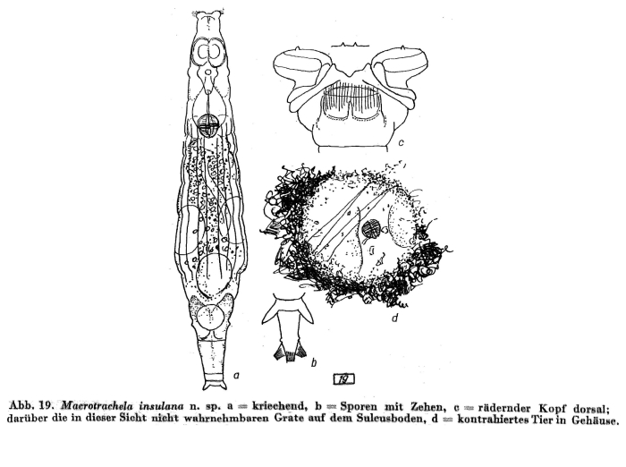 Macrotrachela insulana - Original description image