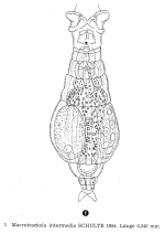 Macrotrachela intermedia