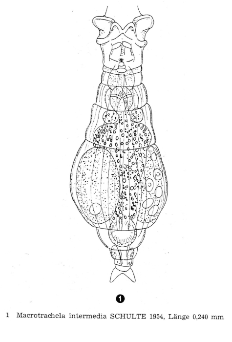 Macrotrachela intermedia Macrotrachela intermedia