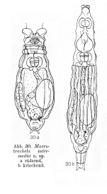 Macrotrachela intermedia - Original description image