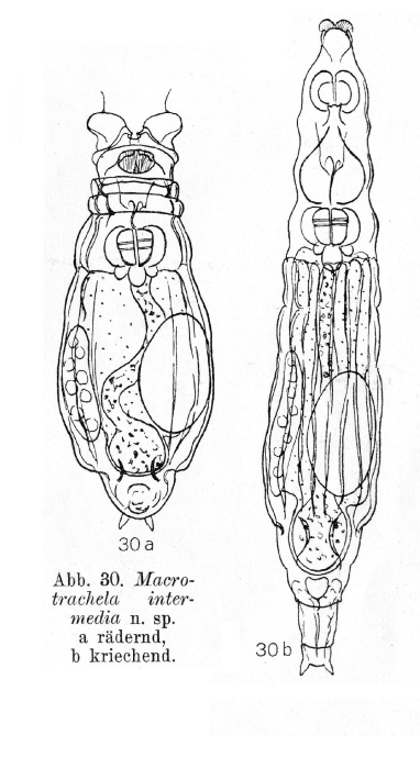 Macrotrachela intermedia - Original description image