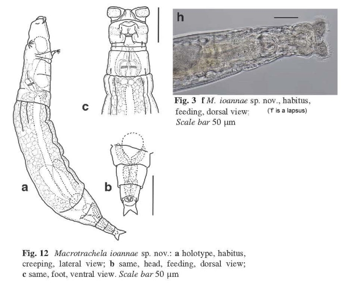 Macrotrachela ioannae Macrotrachela ioannae