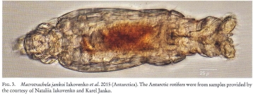 Macrotrachela jankoi