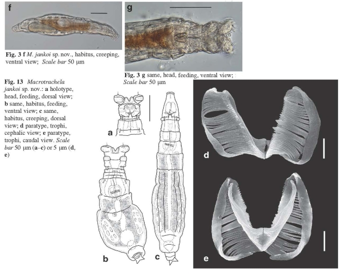Macrotrachela jankoi - Original description image