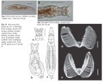 Macrotrachela jankoi