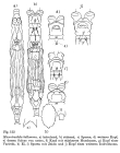 Macrotrachela kallosoma