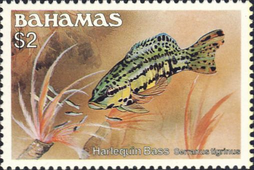 Serranus tigrinus Serranus tigrinus
