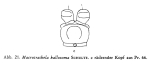 Macrotrachela kallosoma
