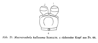 Macrotrachela kallosoma