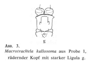 Macrotrachela kallosoma