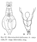 Macrotrachela kallosoma