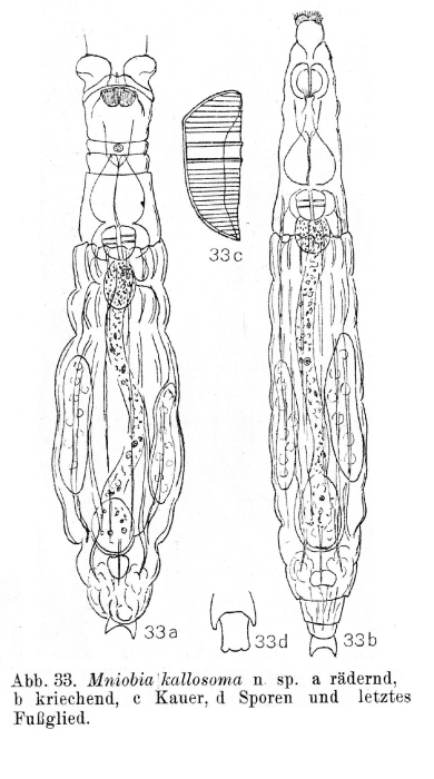 Macrotrachela kallosoma - Original description image