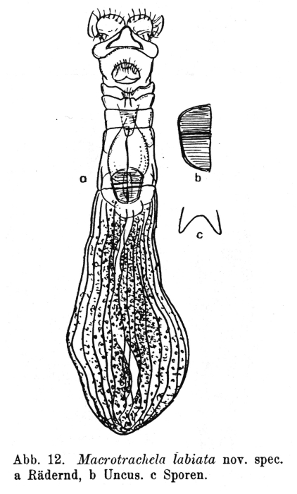 Macrotrachela labiata - Original description image