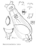 Macrotrachela lata - Original description image