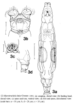 Macrotrachela latior