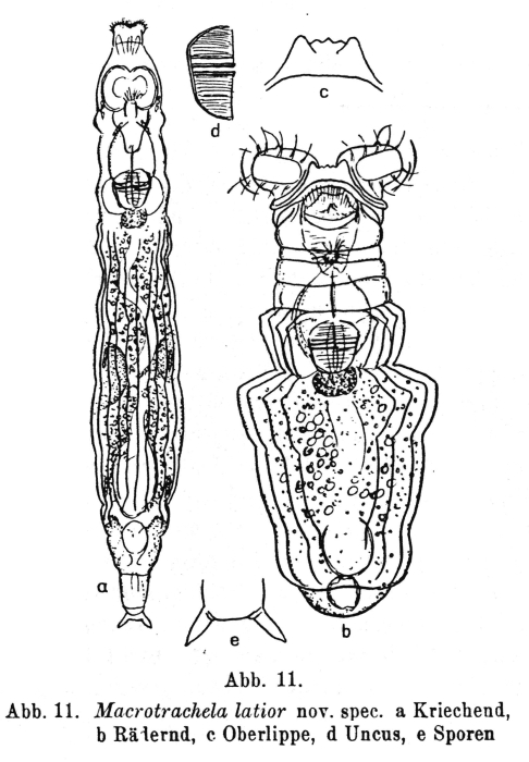 Macrotrachela latior Macrotrachela latior