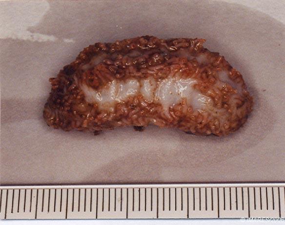 Thyonidium sp. Thyonidium sp.