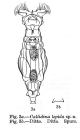 Macrotrachela lepida