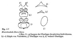 Macrotrachela libera