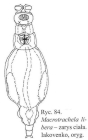 Macrotrachela libera
