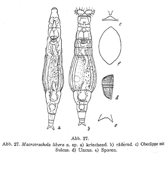 Macrotrachela libera - Original description image