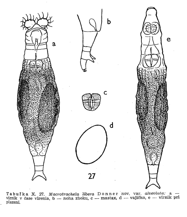 Macrotrachela libera alveolata Macrotrachela libera alveolata